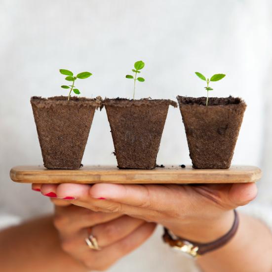 Billede af grønne planter. Daniel Öberg, Unsplash.