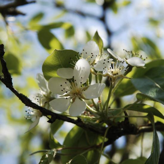 Gren med hvide blomster fra Colourbox