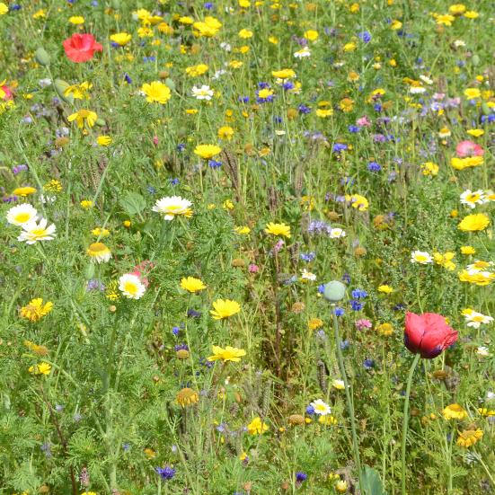 Billede fra Colourbox af vilde blomster