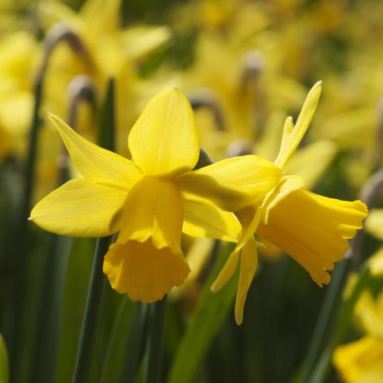 Billede fra Colourbox af påskeliljer