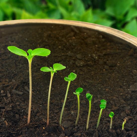 Billede fra Colourbox