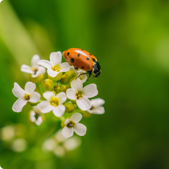 Mariehøne på brændenælde - Timothy Dykes - Unsplash