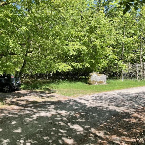 Billede fra Børglum Klosterskov