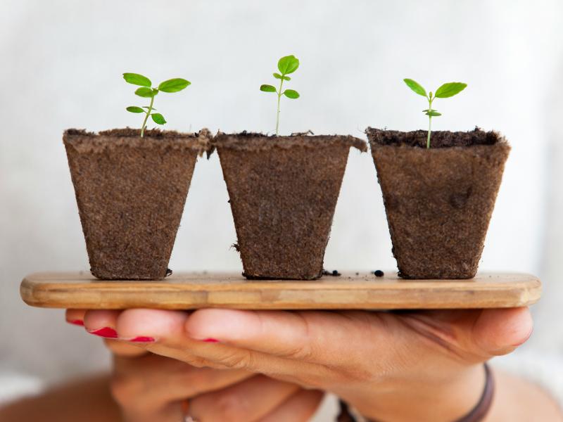 Billede af grønne planter. Daniel Öberg, Unsplash.