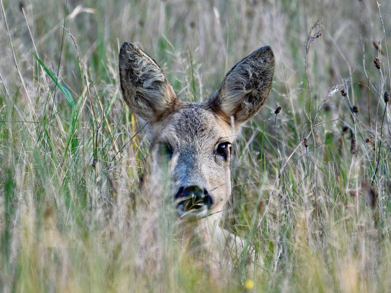 Billede fra udstillingen: Fotohyldest til Hjørrings lokale natur