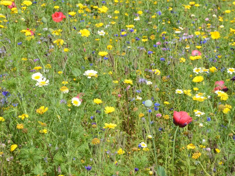 Billede fra Colourbox af vilde blomster