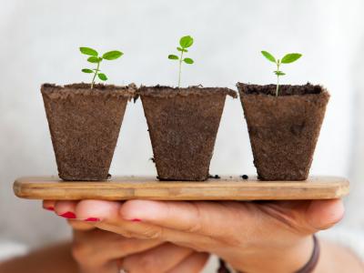 Billede af grønne planter. Daniel Öberg, Unsplash.
