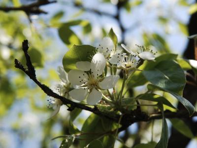 Gren med hvide blomster fra Colourbox