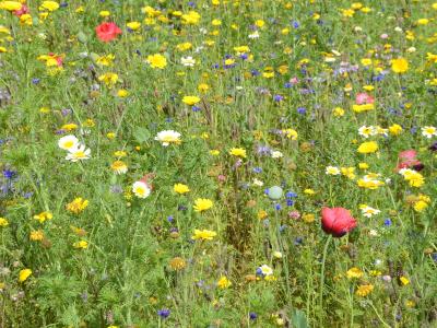 Billede fra Colourbox af vilde blomster