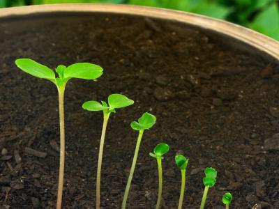 Billede fra Colourbox