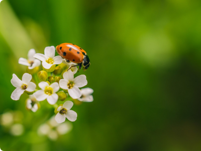 Mariehøne på brændenælde - Timothy Dykes - Unsplash