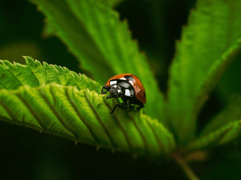 Mariehøne på brændenælde - Timothy Dykes - Unsplash