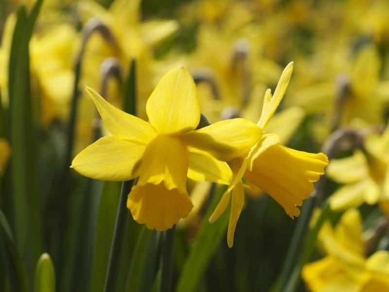 Billede fra Colourbox af påskeliljer