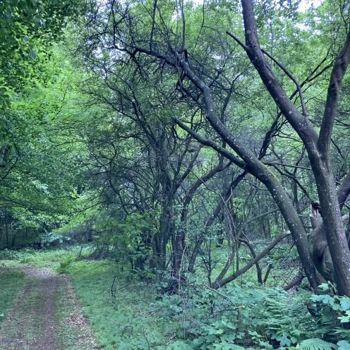 Tornby Klitplantage