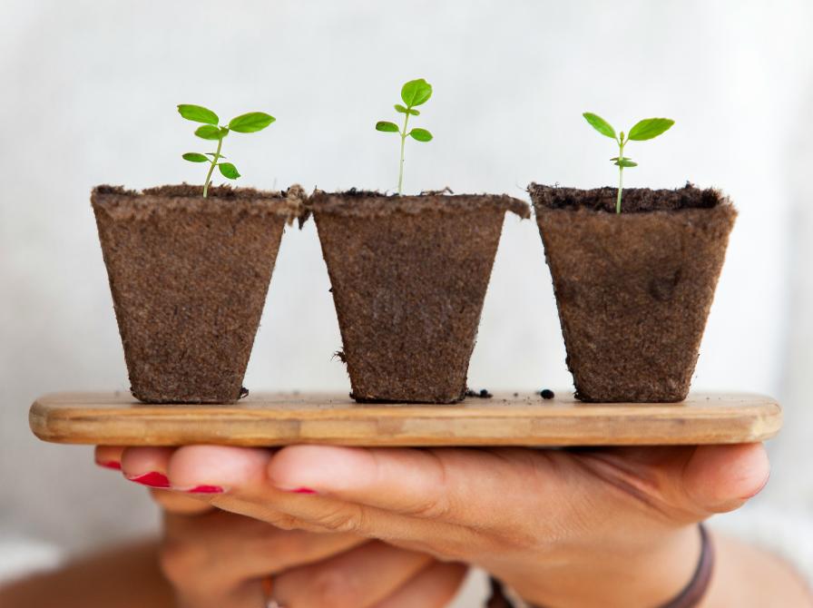 Billede af grønne planter. Daniel Öberg, Unsplash.