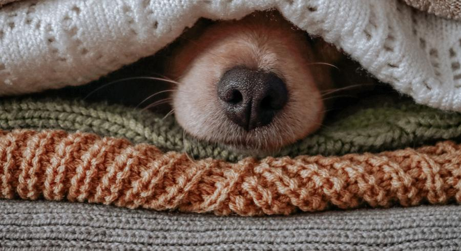 Hundesnude under et tæppe